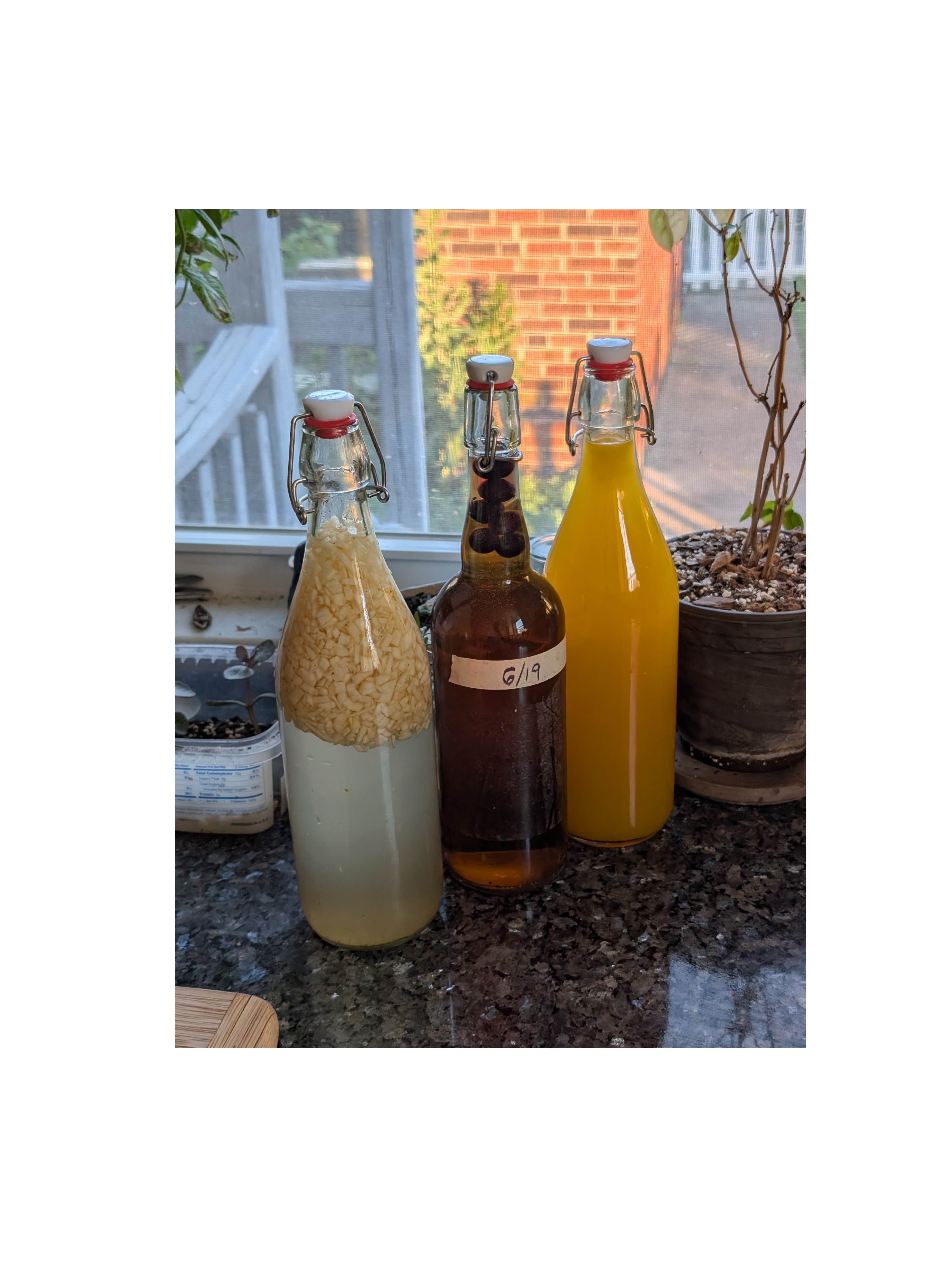 wild sodas: apple cinnamon, mango, blueberry maple